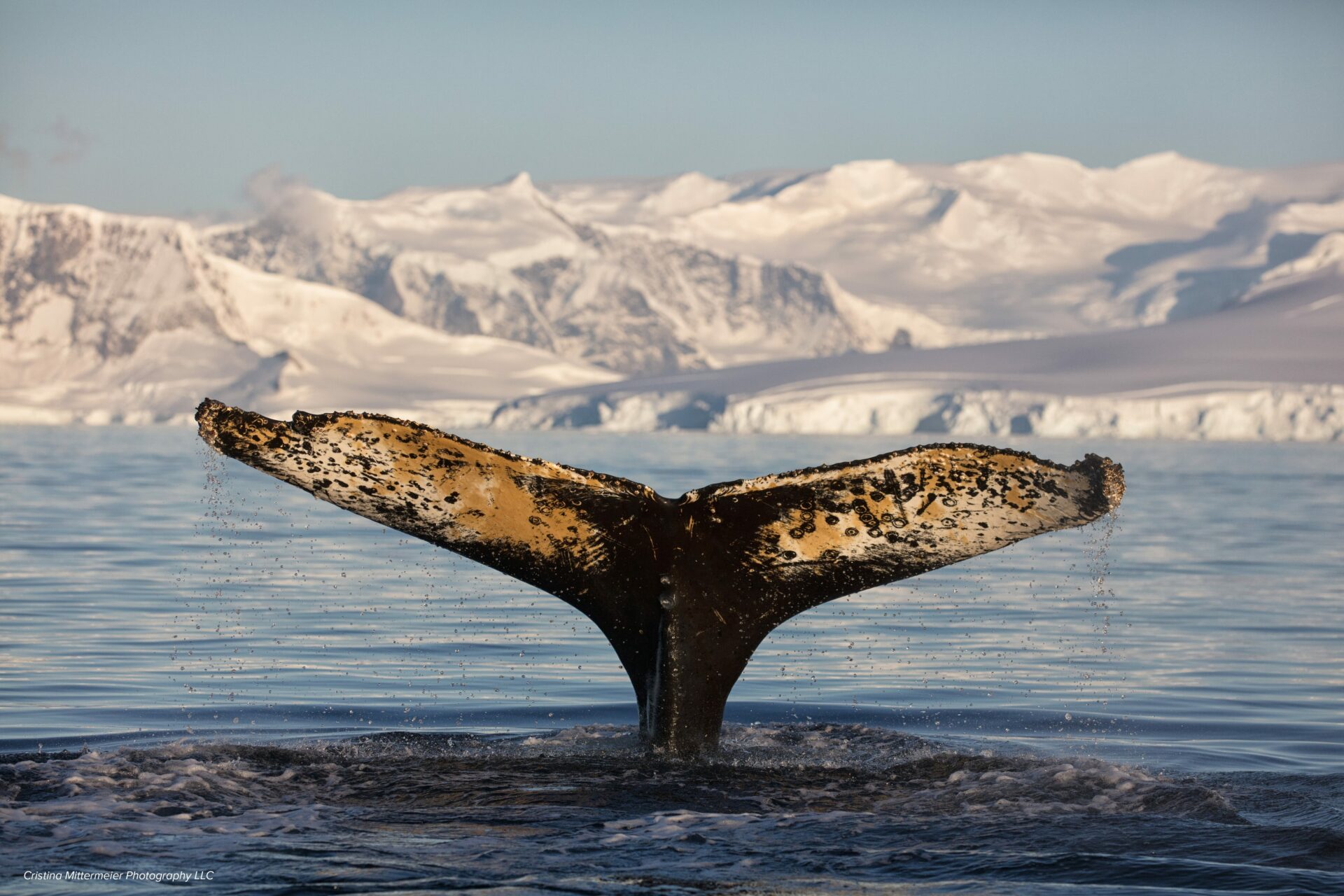 Humpback whale in Antartica
